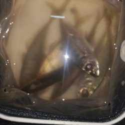 アジング練習 273