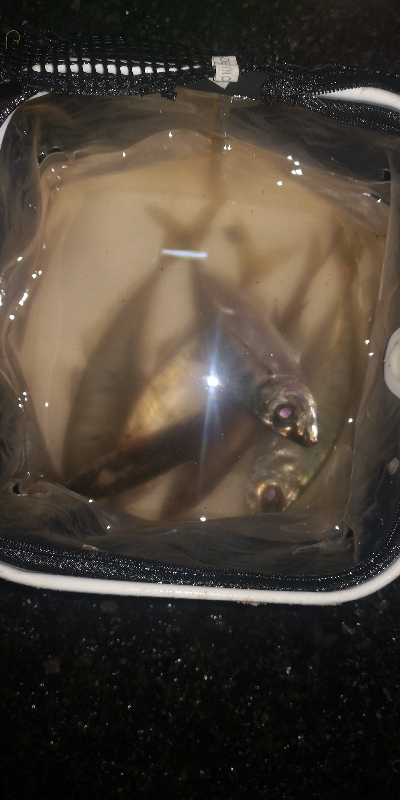 アジング練習 273