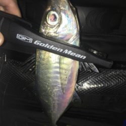 ジグ単アジング