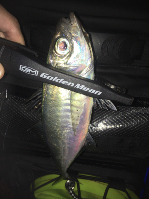 ジグ単アジング