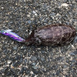 コウイカの季節です