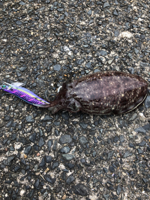 コウイカの季節です