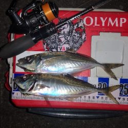 アジング練習　274