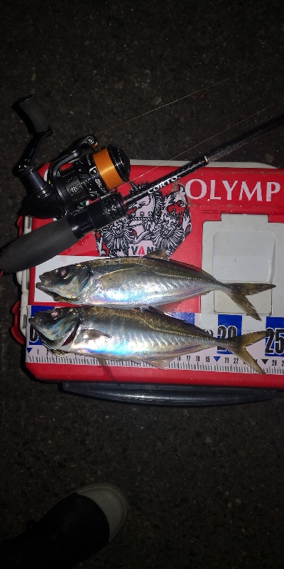 アジング練習　274