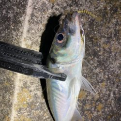 強風でさらに極寒の中アジング