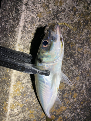 強風でさらに極寒の中アジング