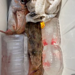 ヒトツテンヤ大撃沈