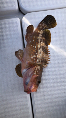 1年ぶりの鯛ラバ