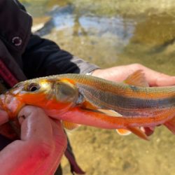 春の風物詩　小鮎釣り