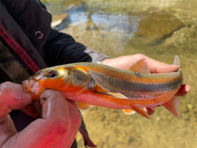 春の風物詩　小鮎釣り
