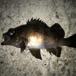 2021ライトゲーム第10戦