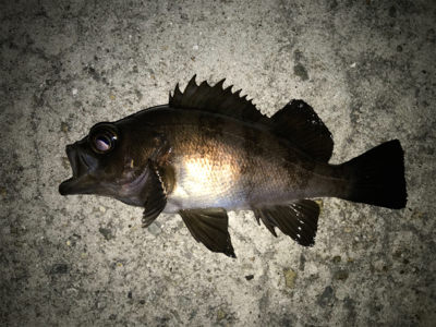 2021ライトゲーム第10戦