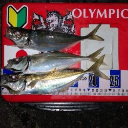 アジング練習　276