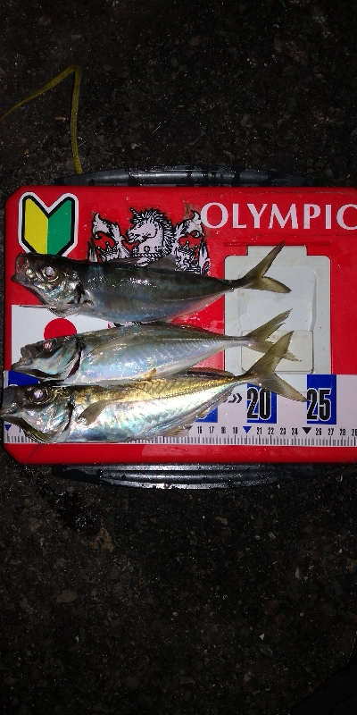 アジング練習　276