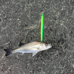 シーバス入れ食い