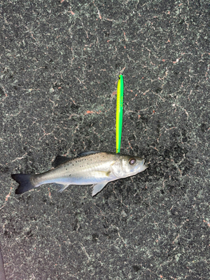 シーバス入れ食い