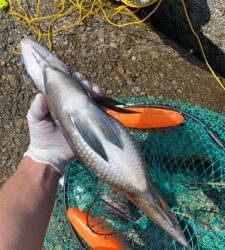 春ののっこみチヌ快調〜