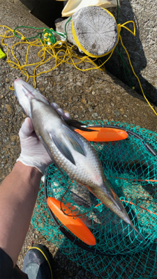 春ののっこみチヌ快調〜