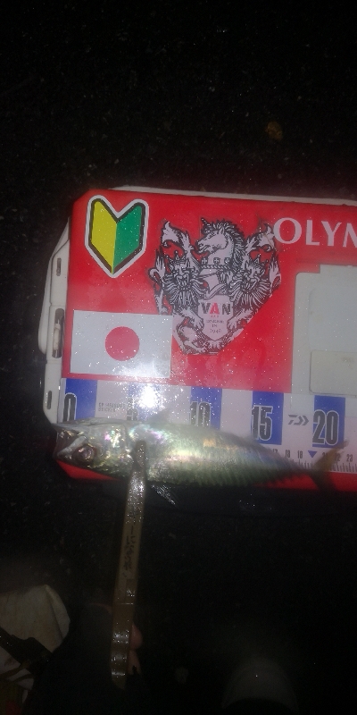 アジング練習 277