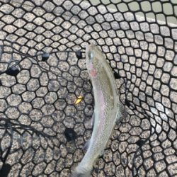 いきなりトラウト