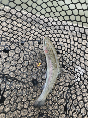 いきなりトラウト