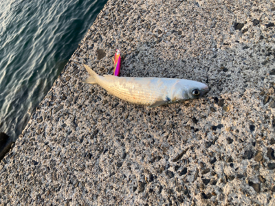 仕事帰りに、タチウオとボラ