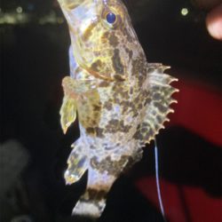 メバルサイズアップ