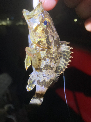 メバルサイズアップ