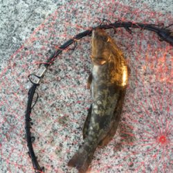 ライトタックルで餌釣り