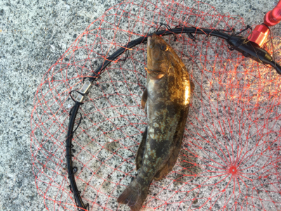 ライトタックルで餌釣り