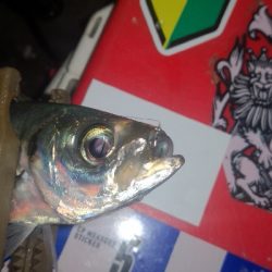 アジング練習　279