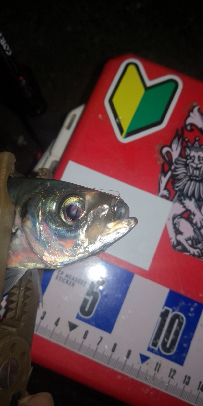 アジング練習　279