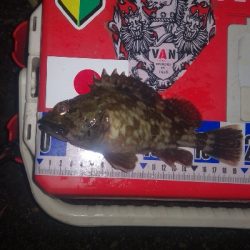 アジング練習　280　MOZU ワーム