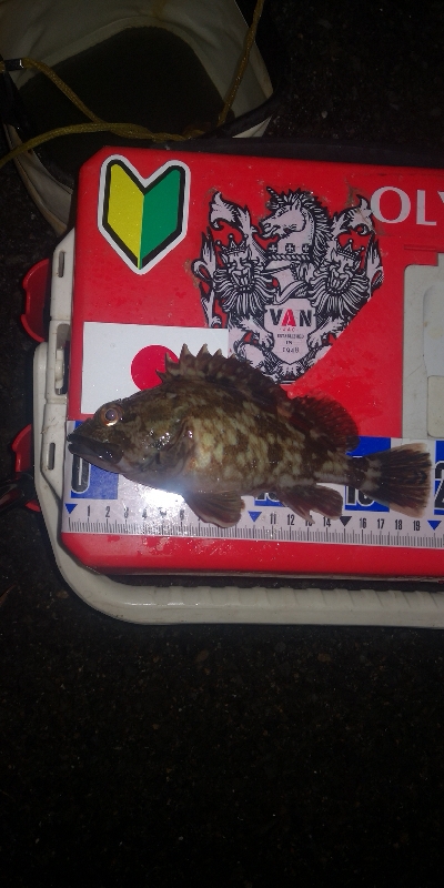 アジング練習　280　MOZU ワーム