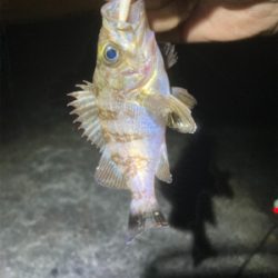 Fシステムおもろい!