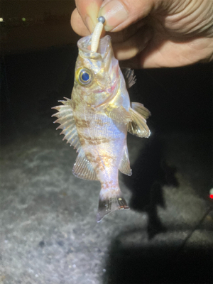 Fシステムおもろい!