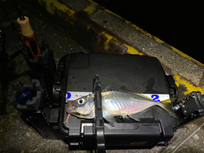 大阪湾奥を貸し切り探してウロウロ