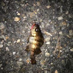 久しぶりの釣り