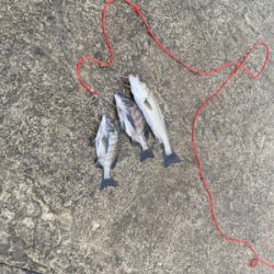 岸一でエビ撒き