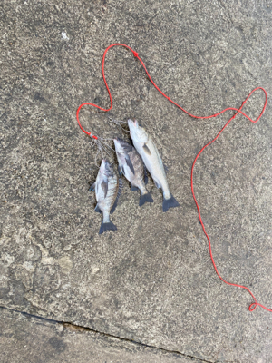 岸一でエビ撒き