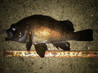 2021ライトゲーム第11戦