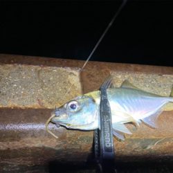 ベタ凪からの強風アジング