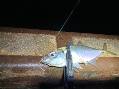 ベタ凪からの強風アジング