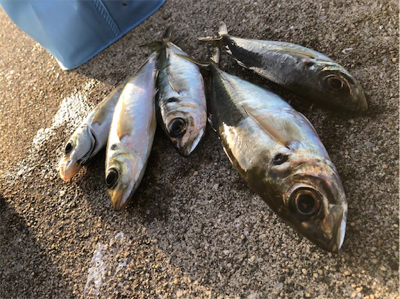 大きさは十分だけど