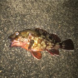 渋い中の一匹！