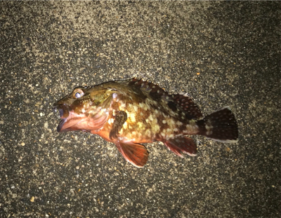 渋い中の一匹！