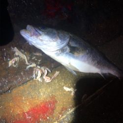 バチ抜けシーバス