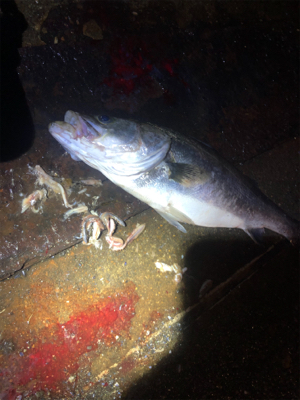 バチ抜けシーバス