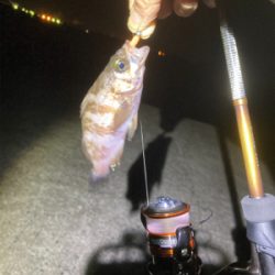 Fシステム最高！