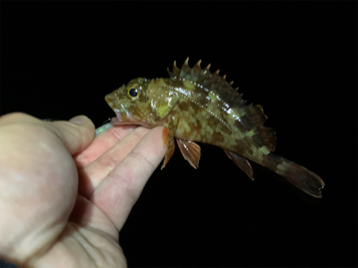 アジング、メバリングからアナゴ